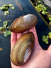 Large swan mussels. for sale  Delivered anywhere in UK