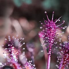 Drosera intermedia rare for sale  Delivered anywhere in UK