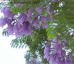 Blue jacaranda tree for sale  Delivered anywhere in UK