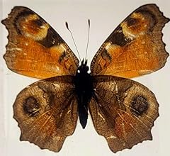 2.25 real peacock for sale  Delivered anywhere in USA 