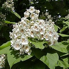 Catalpa bignonioides indian for sale  Delivered anywhere in UK