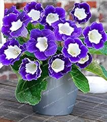 Semi colori gloxinia for sale  Delivered anywhere in UK