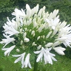 Agapanthus white heaven. for sale  Delivered anywhere in UK