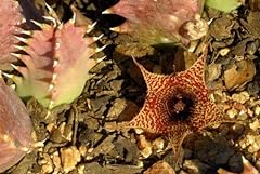 HATCHMATIC Germination Seeds: 1 Scion Huernia stapelioides for sale  Delivered anywhere in Canada