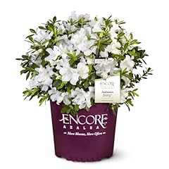 Gal. encore azalea for sale  Delivered anywhere in USA 