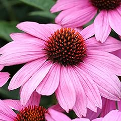 Echinacea nectar pink for sale  Delivered anywhere in UK
