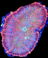 Live saltwater coral for sale  Delivered anywhere in USA 