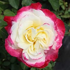 Heirloom roses hybrid for sale  Delivered anywhere in USA 