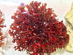 Generic live red for sale  Delivered anywhere in USA 