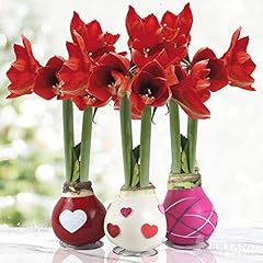 Sweetheart waxed amaryllis for sale  Delivered anywhere in USA 