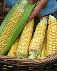 Seeds sweet corn usato  Spedito ovunque in Italia 