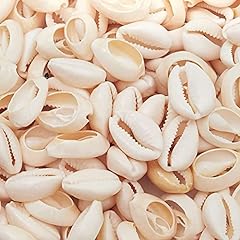Cowrie sea shell for sale  Delivered anywhere in USA 