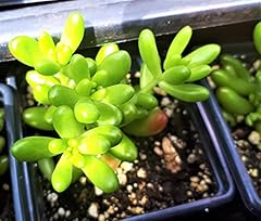 Cornwall plants sedum for sale  Delivered anywhere in UK
