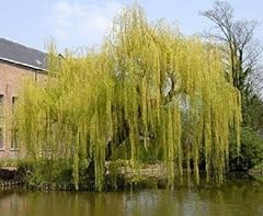 Salix chrysocoma weeping for sale  Delivered anywhere in UK