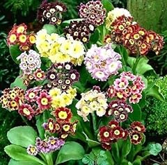 Primrose auricula mixed for sale  Delivered anywhere in Ireland