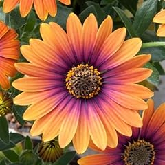 Chuxay garden pink for sale  Delivered anywhere in USA 