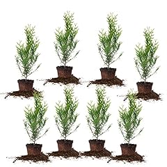 Perfect plants thuja for sale  Delivered anywhere in USA 