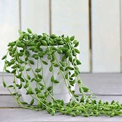 Carbeth plants senecio for sale  Delivered anywhere in UK
