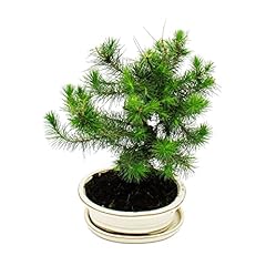 Exotenherz bonsai pinus usato  Spedito ovunque in Italia 
