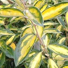 Elaeagnus ebbingei limelight d'occasion  Livré partout en France