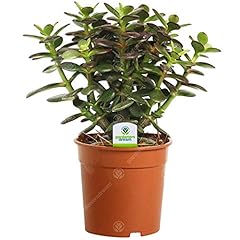 Gardenersdream crassula minor for sale  Delivered anywhere in UK