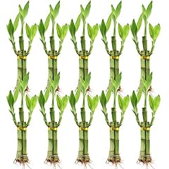 Set ten stalk for sale  Delivered anywhere in USA 