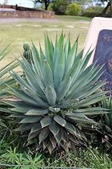 Agave blue glow for sale  Delivered anywhere in USA 