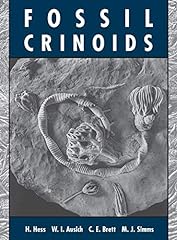 Fossil crinoids for sale  Delivered anywhere in USA 