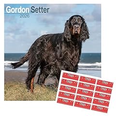 Gordon setter calendar usato  Spedito ovunque in Italia 