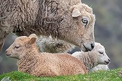 Great britain shetland for sale  Delivered anywhere in USA 