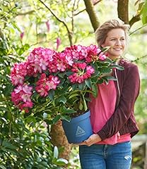 Baldur garten rhododendron gebraucht kaufen  Wird an jeden Ort in Deutschland