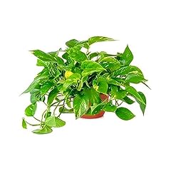 American plant golden for sale  Delivered anywhere in USA 