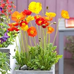 Iceland poppy wind for sale  Delivered anywhere in UK