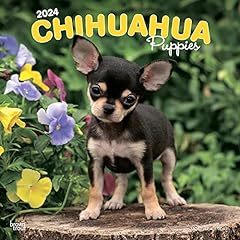 Chihuahua puppies 2024 for sale  Delivered anywhere in USA 