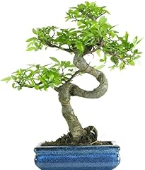 Chinese elm bonsai for sale  Delivered anywhere in UK