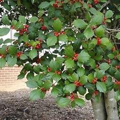 American holly tree for sale  Delivered anywhere in USA 