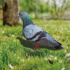 Realistic wild pigeon for sale  Delivered anywhere in UK
