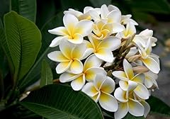 Pianta plumeria frangipani usato  Spedito ovunque in Italia 