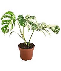 Monstera deliciosa variegata gebraucht kaufen  Wird an jeden Ort in Deutschland