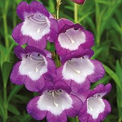 Penstemon hardy perennial for sale  Delivered anywhere in Ireland