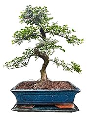 Bonsai trees for sale  Delivered anywhere in UK