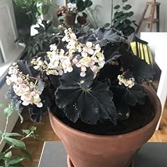 Black begonia live for sale  Delivered anywhere in USA 