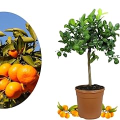 Rangerie satsuma mandarine gebraucht kaufen  Wird an jeden Ort in Deutschland