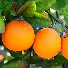 Orange tree live for sale  Delivered anywhere in USA 