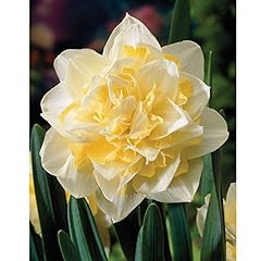 Hardy bulb beautiful for sale  Delivered anywhere in UK