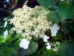 Hydrangea petiolaris climbing for sale  Delivered anywhere in Ireland