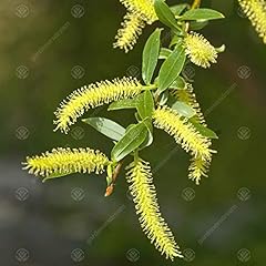 Salix sepulcralis var. for sale  Delivered anywhere in UK
