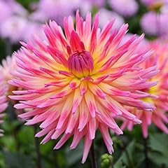 Easy grow dahlia for sale  Delivered anywhere in USA 