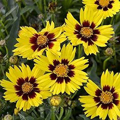 Coreopsis grandiflora hardy for sale  Delivered anywhere in UK