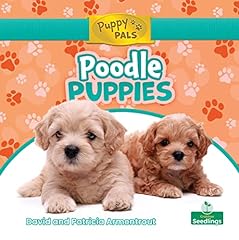 Poodle puppies for sale  Delivered anywhere in USA 